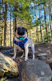 a pug dog standing on a rock in the woods